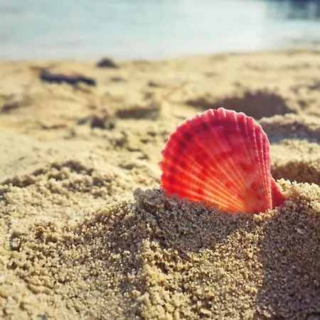 Paoni & By Solid Butoaie